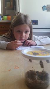 butterfly_observation